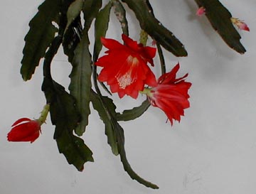 A garden delight: The Orchid Cactus